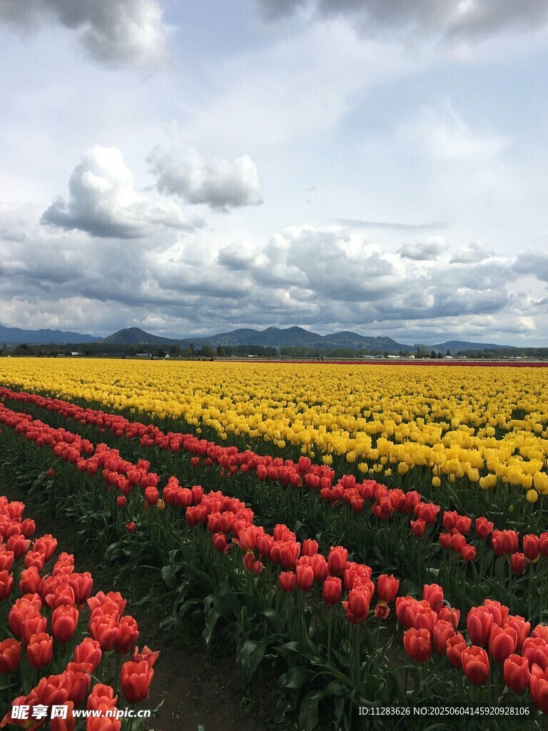 郁金香花海