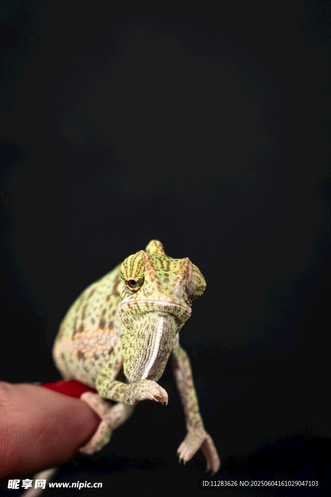 手指上的变色龙