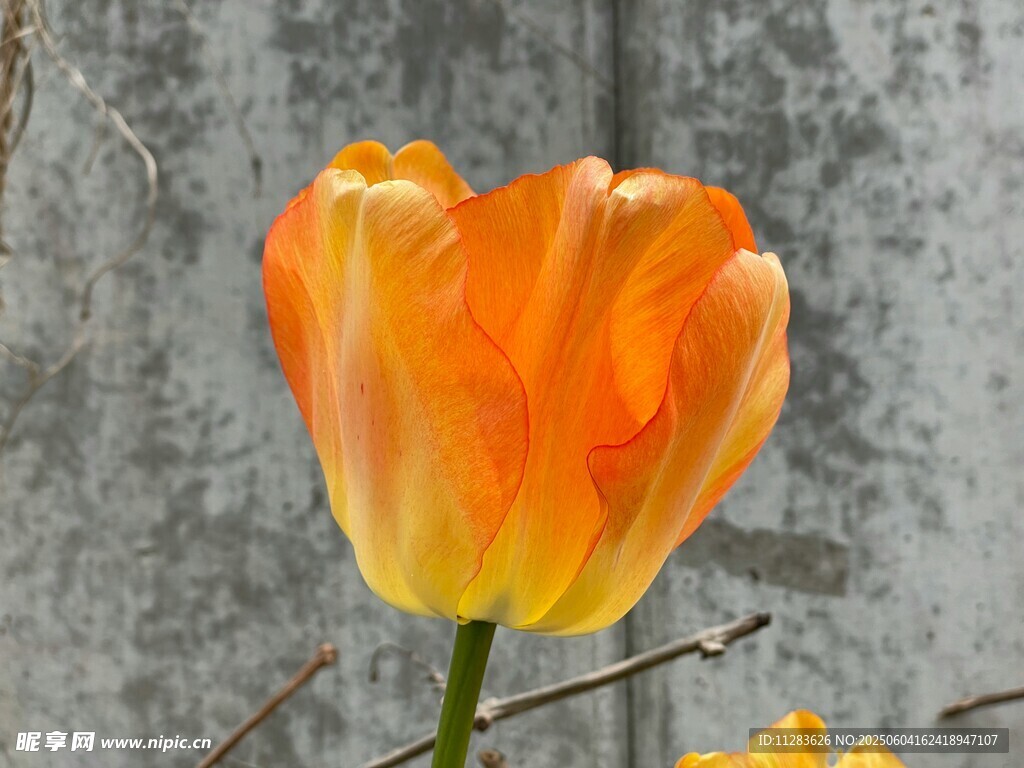 橙黄郁金香特写
