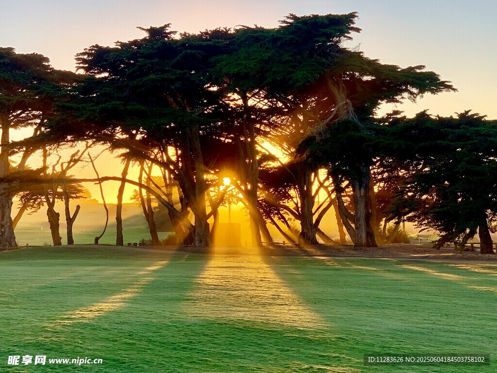 夕阳下的林间草地美景