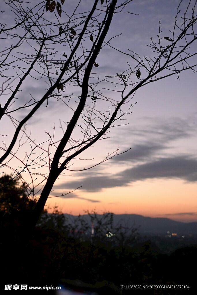 黄昏时分的树枝与天空