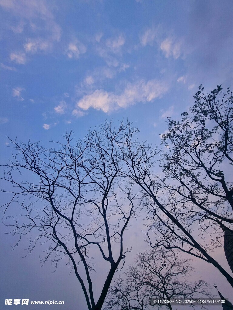 黄昏下的枯树与天空