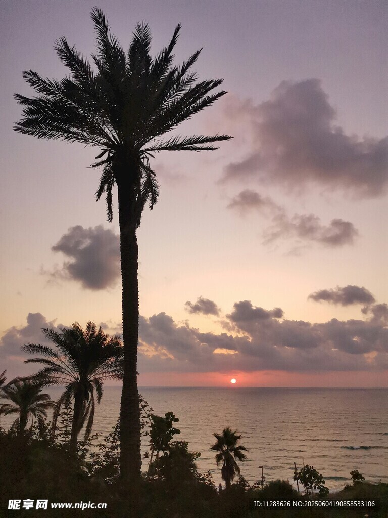 海边日落时的高大棕榈树