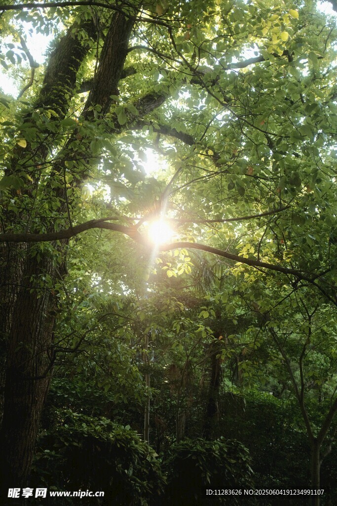 阳光穿透树林的静谧美景