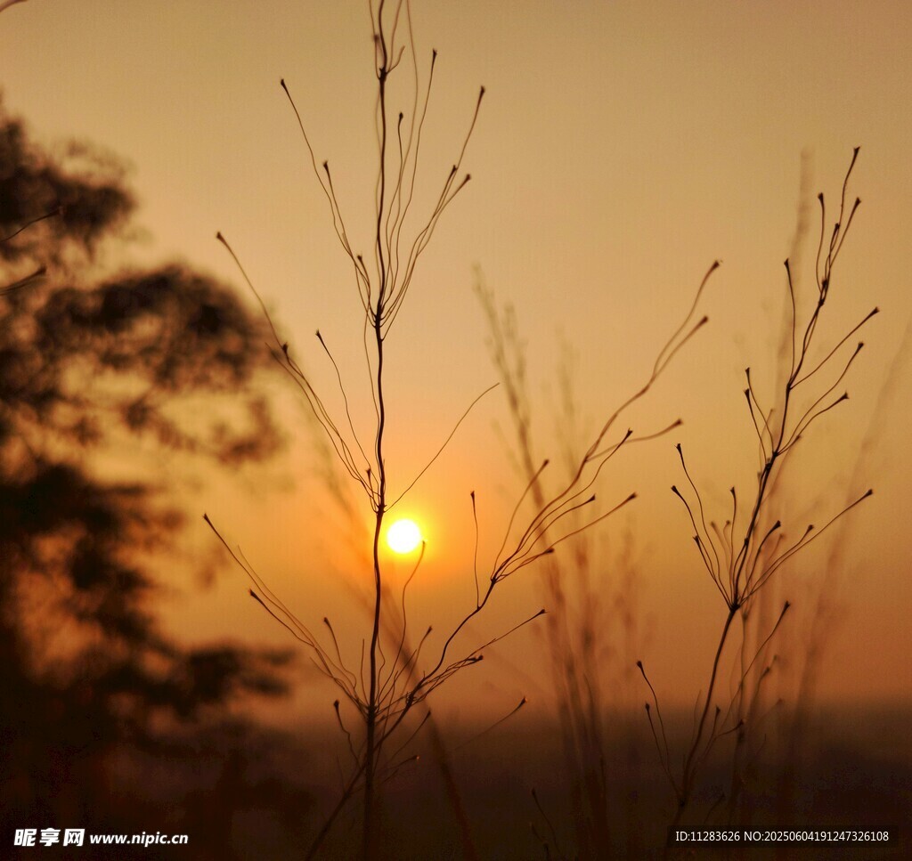 夕阳下的野草剪影