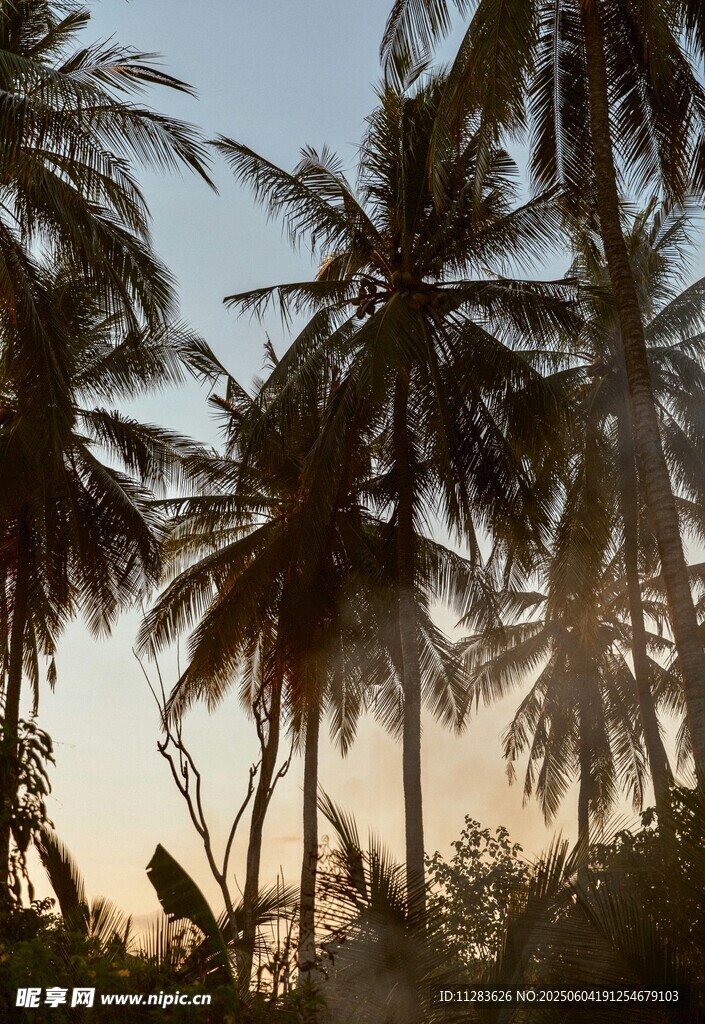 夕阳下的椰林美景
