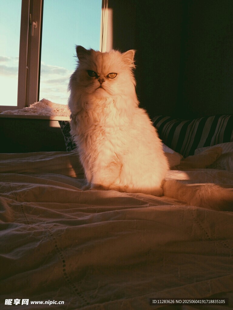 阳光下的猫咪