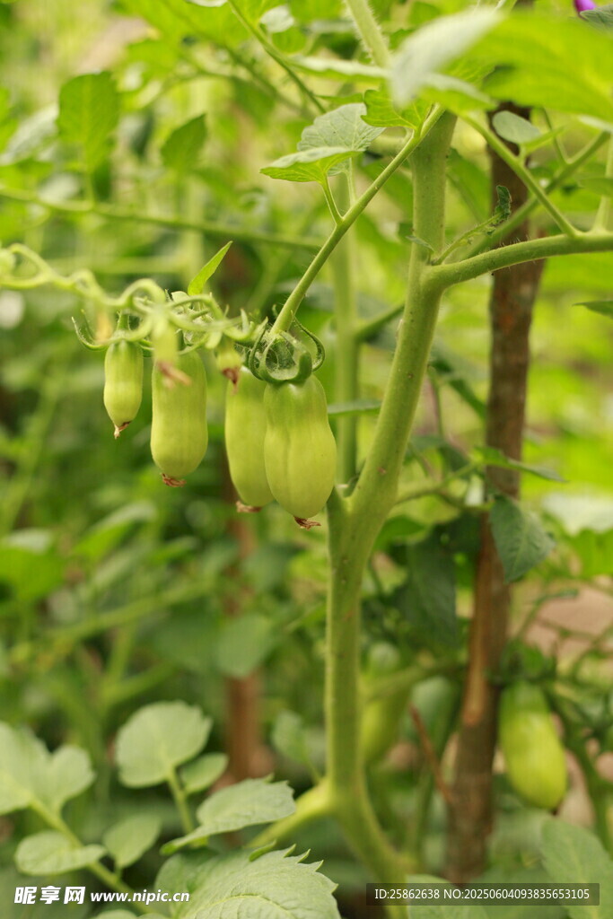 青番茄挂枝 生机盎然