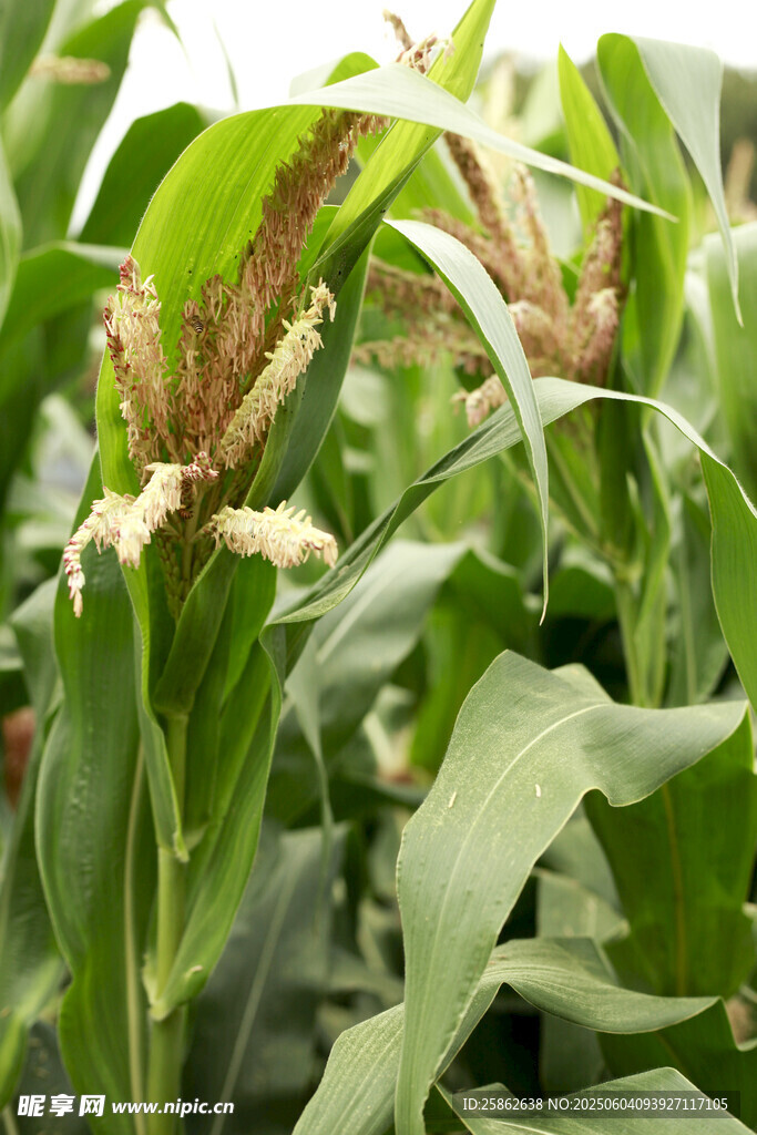 田间生长的茂盛玉米植株