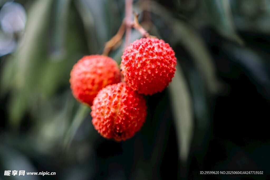枝头红荔枝