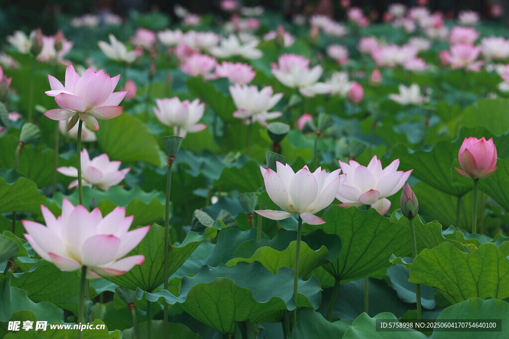 夏日荷花盛开美景