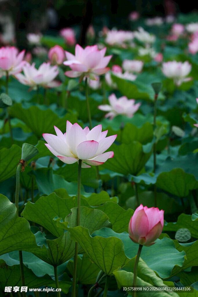 夏日盛开的一片美丽荷花