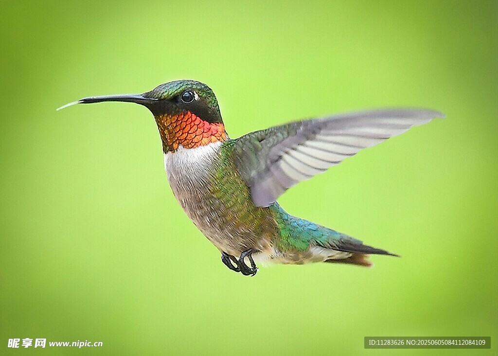 飞翔的多彩蜂鸟