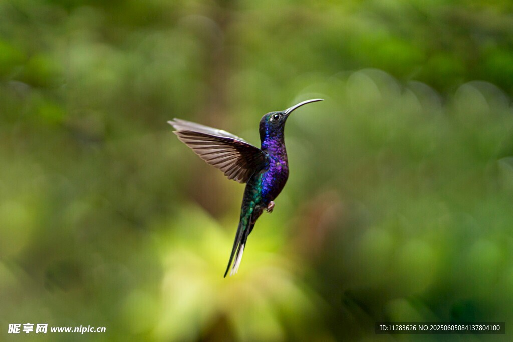 飞翔的蜂鸟