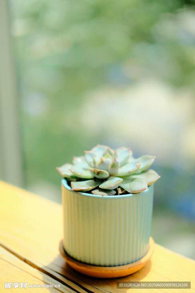 清新小盆栽多肉植物特写