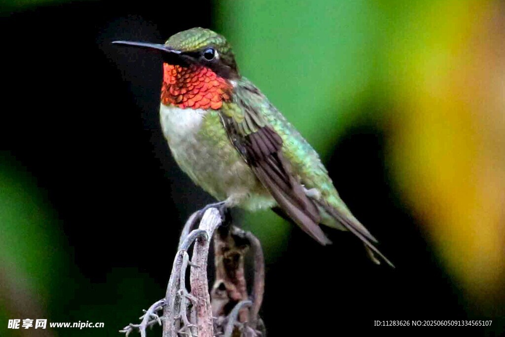 红喉蜂鸟栖息枝头