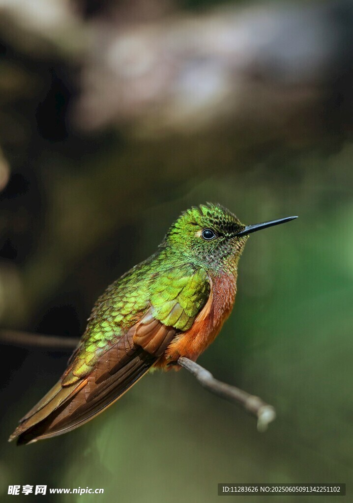 翠绿蜂鸟栖息枝头
