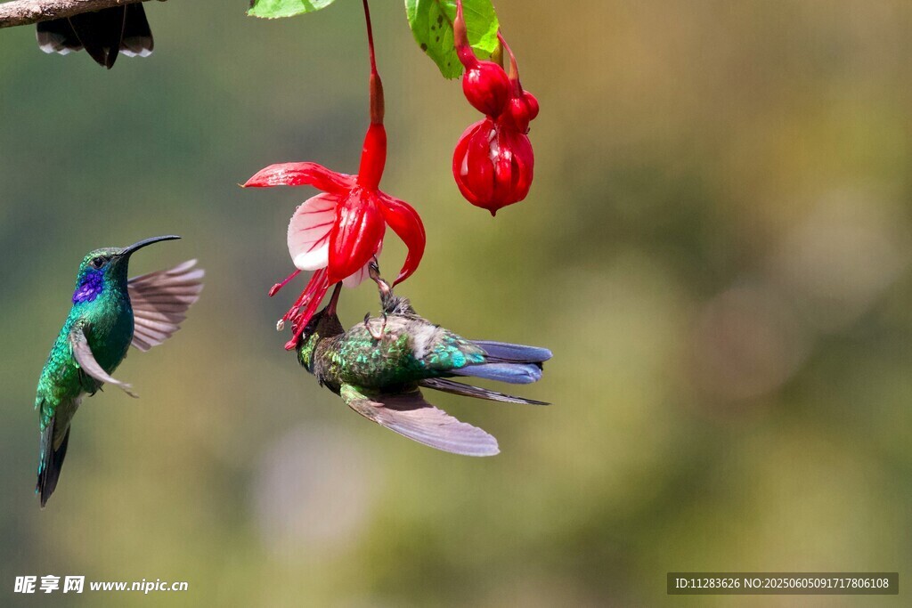蜂鸟赏红花瞬间