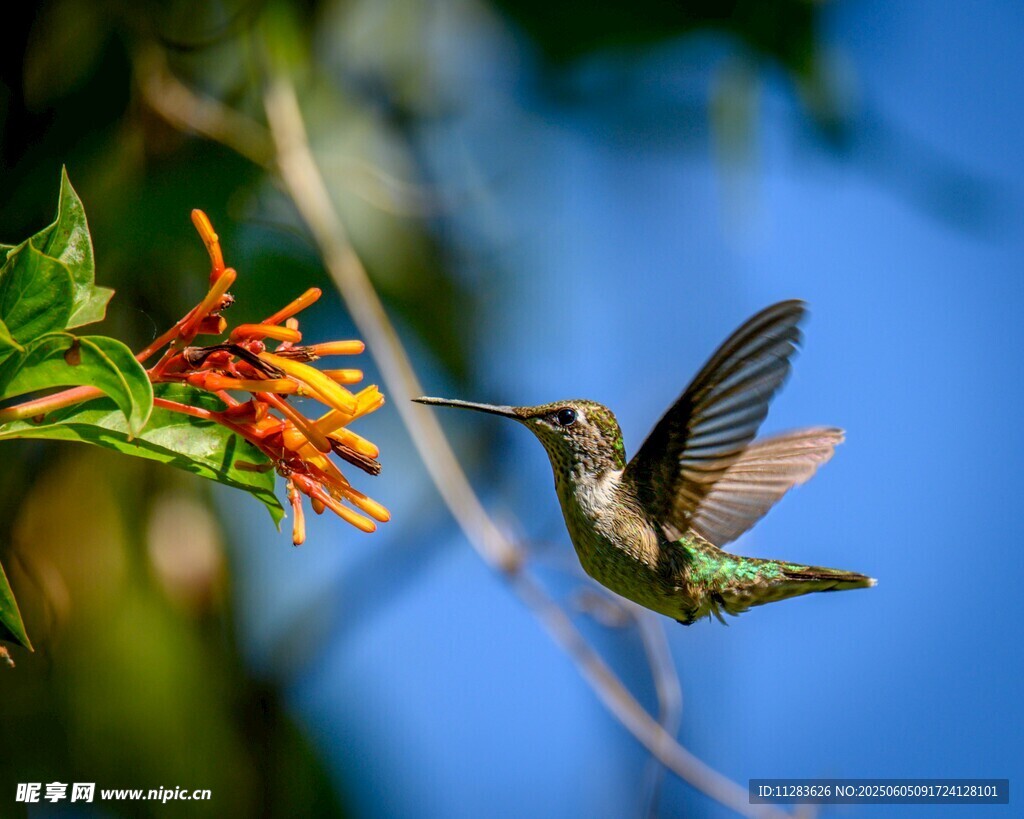 蜂鸟采花蜜瞬间