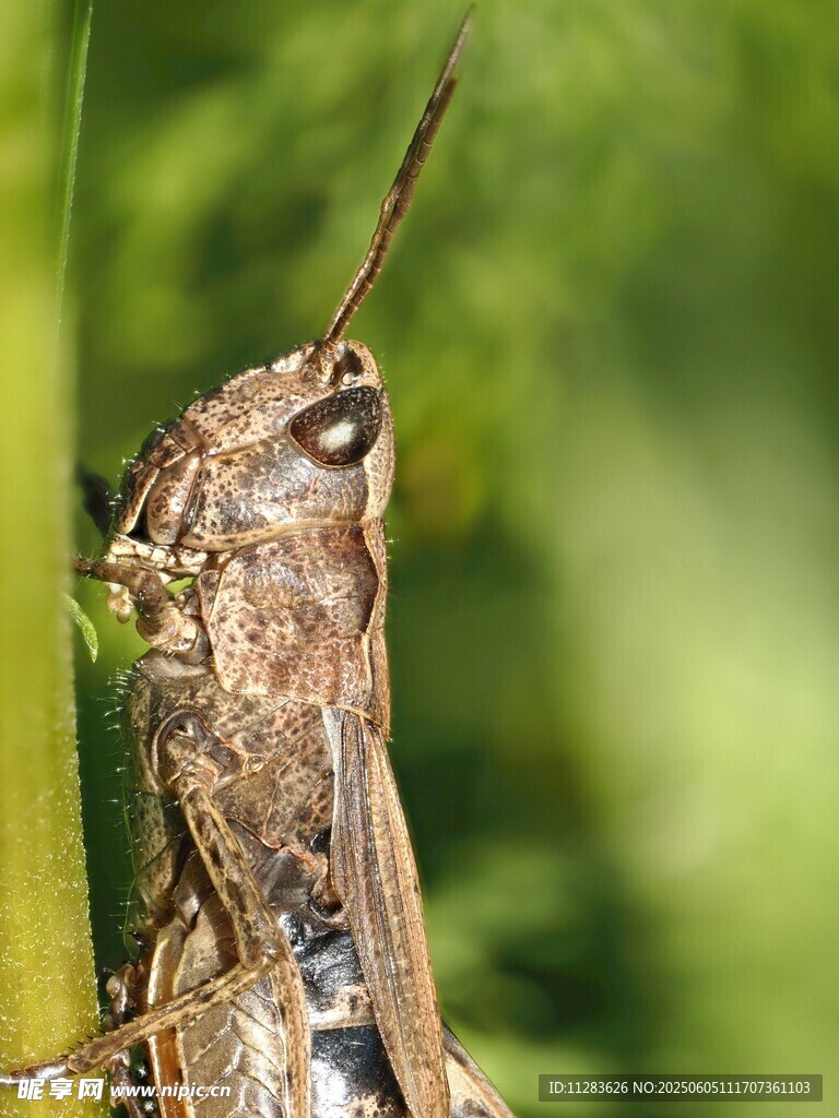 草丛中的褐色蚂蚱