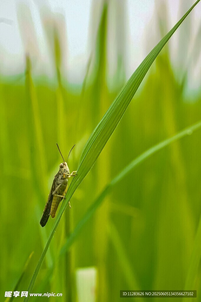 稻田中停歇的蝗虫