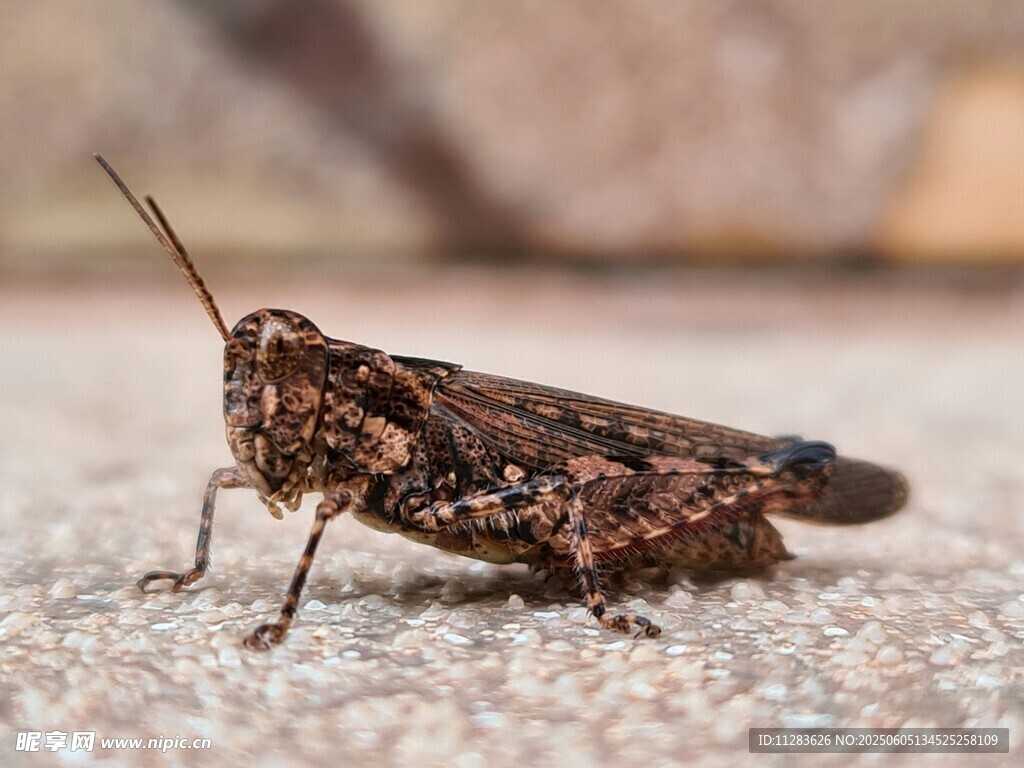 褐色蚂蚱特写