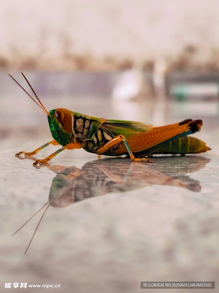 多彩蚂蚱特写