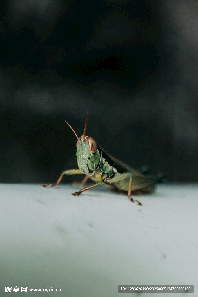 绿色蚂蚱特写
