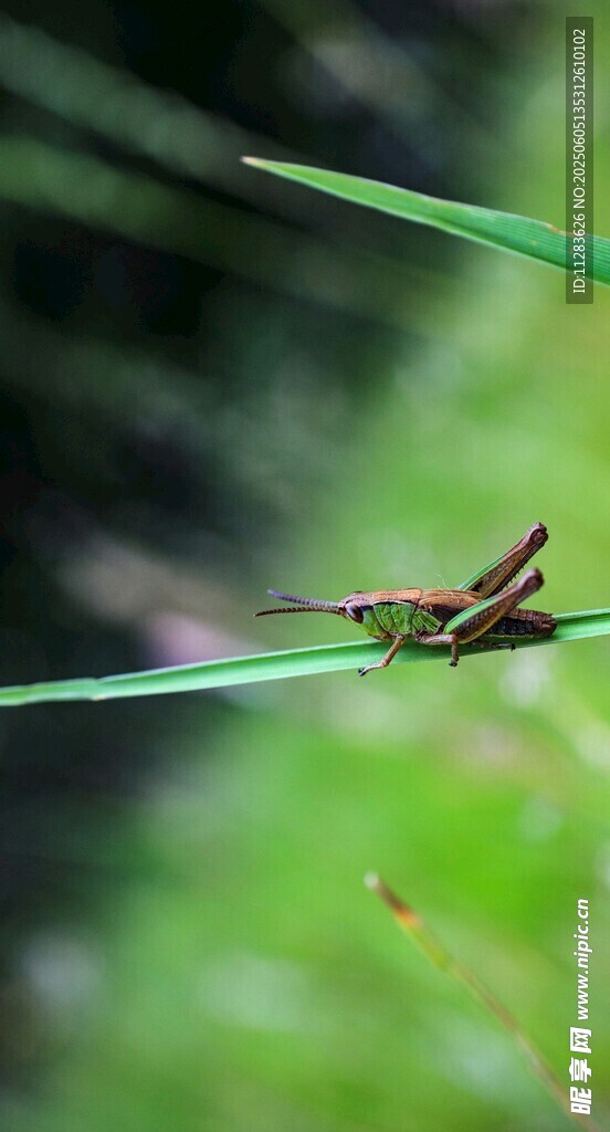 草尖上的小蚂蚱