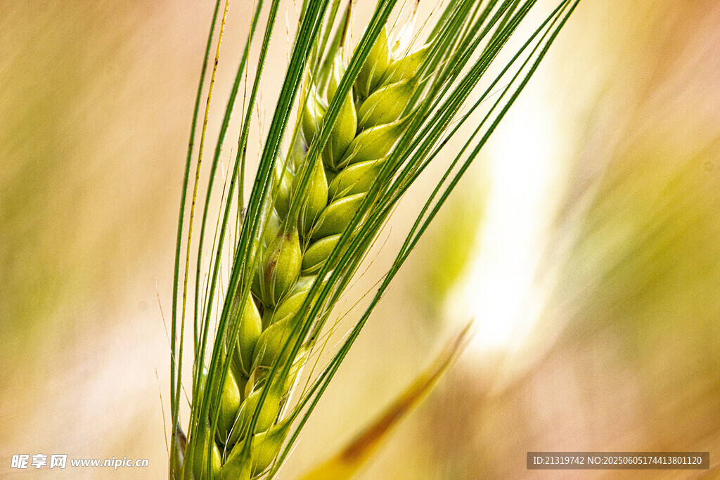 麦穗特写 展现自然生机