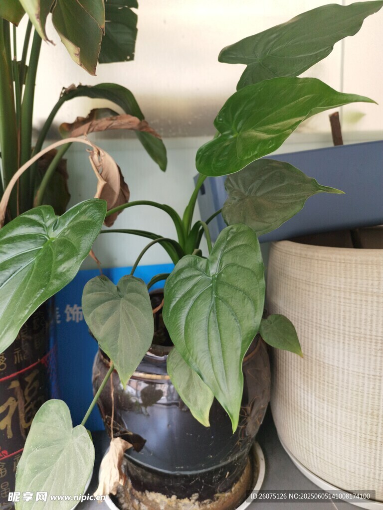盆栽绿植