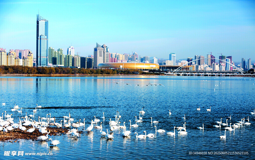 海滨城市飞鸟与美丽天际线