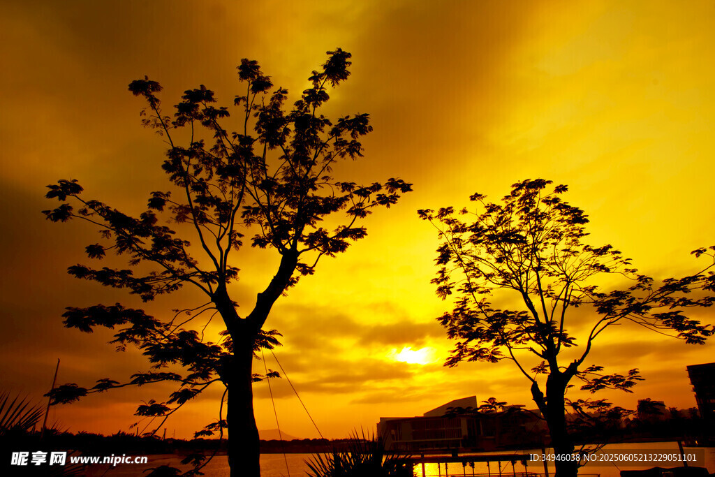 夕阳下的树木剪影