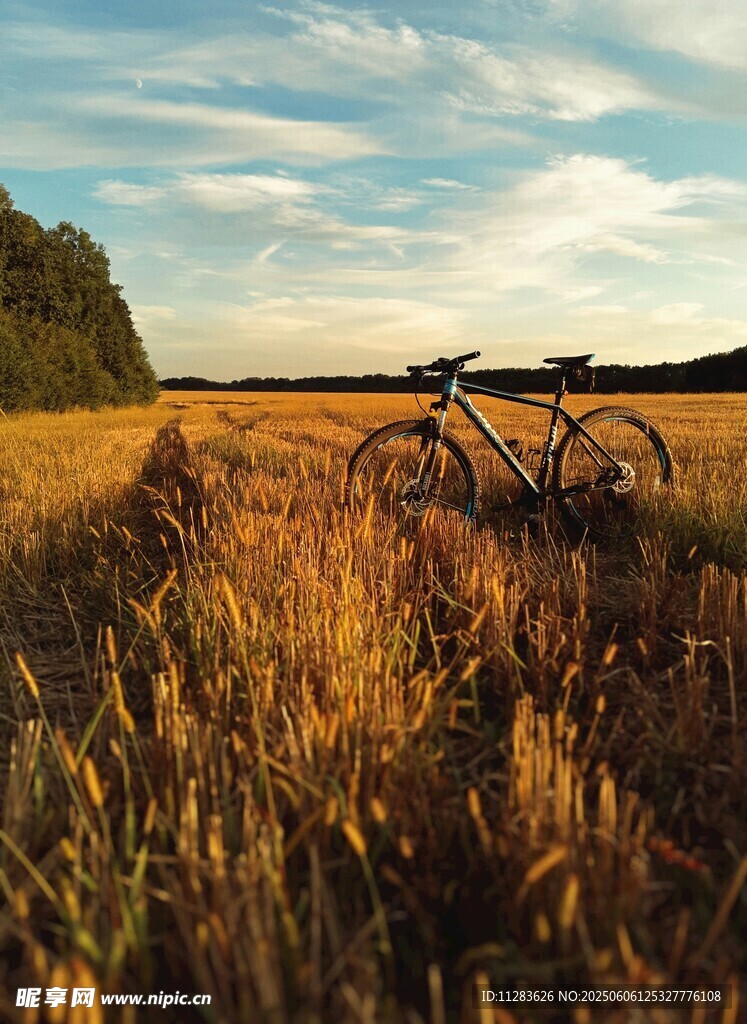 田野中的自行车风景