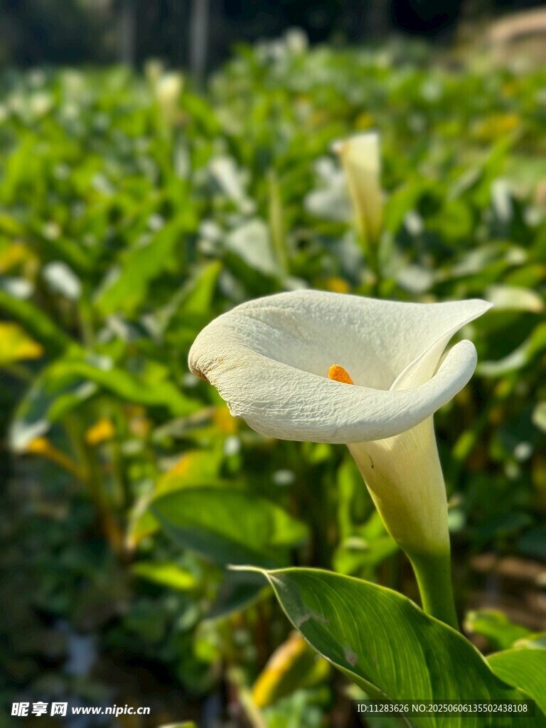 白色马蹄莲绽放绿意间