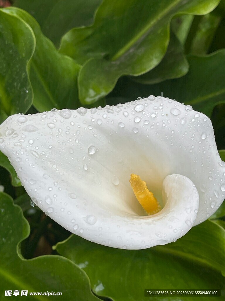 纯洁马蹄莲带晶莹水珠