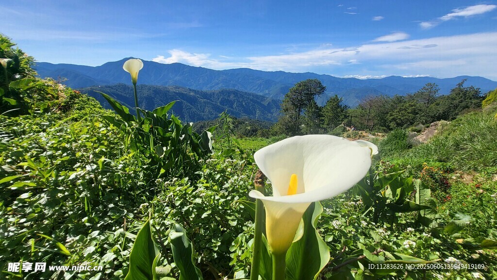 山间绽放的白色马蹄莲