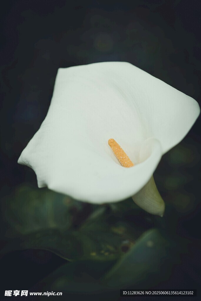 纯白马蹄莲特写