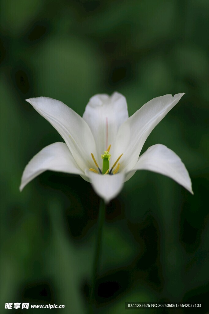 纯洁白花绽放