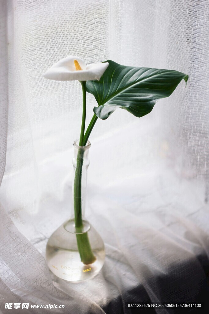 水培白掌绿植清新画面