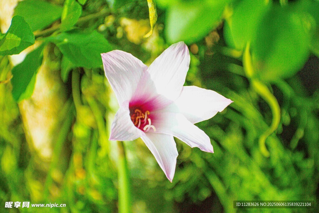 百合花