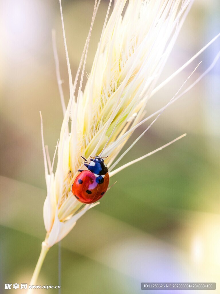 麦穗上的瓢虫