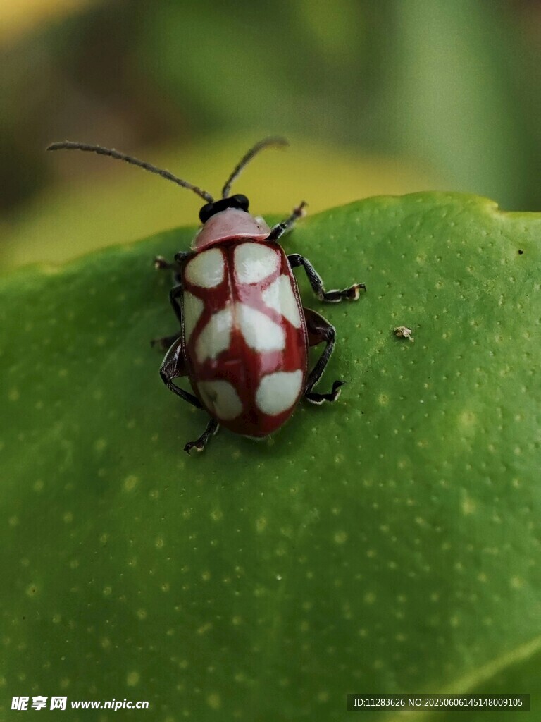 绿叶上的斑点甲虫