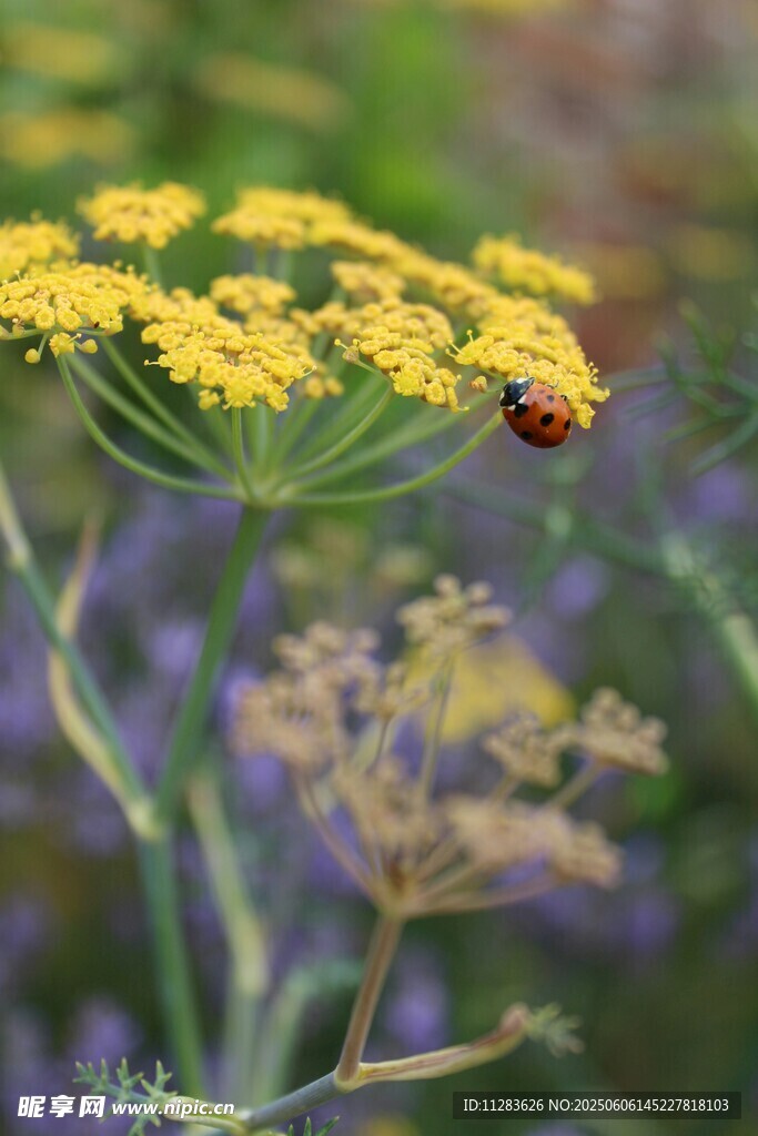 黄花上的瓢虫