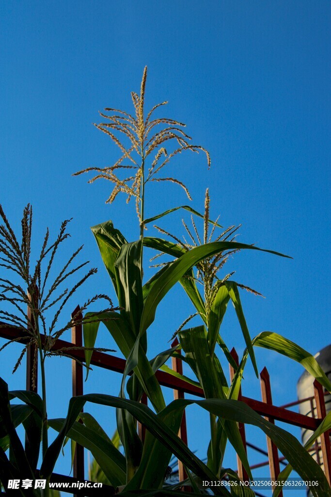 蓝天映衬下的玉米植株