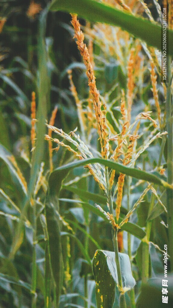 金黄玉米植株特写