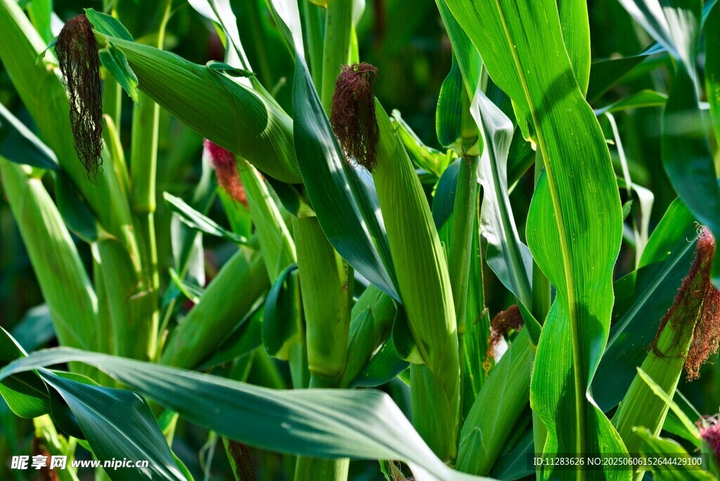 翠绿玉米植株生机勃勃