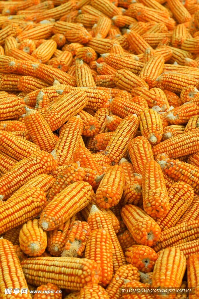 金黄饱满的玉米堆