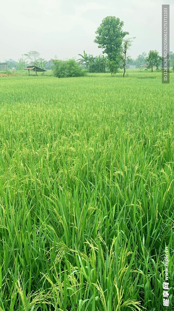 翠绿稻田 田园风光美景
