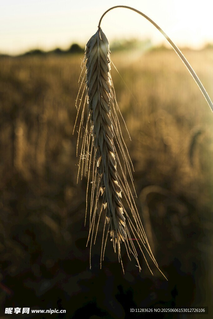夕阳下的麦穗